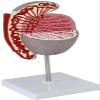 LBYLYH 3.5× Enlarged Testicle Structure Model view 3