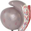 LBYLYH 3.5× Enlarged Testicle Structure Model view 4