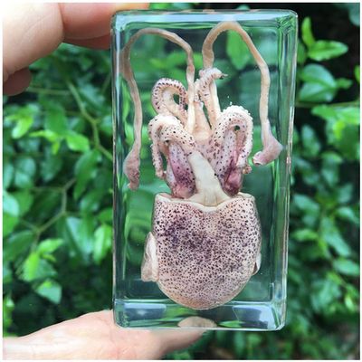FHUILI Squid Specimen, Real Animal Embedded in Resin, Biology Teaching Model