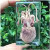FHUILI Squid Specimen, Real Animal Embedded in Resin, Biology Teaching Model view 1