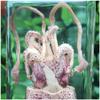 FHUILI Squid Specimen, Real Animal Embedded in Resin, Biology Teaching Model view 3