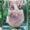 FHUILI Squid Specimen, Real Animal Embedded in Resin, Biology Teaching Model view 4