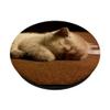 Sleeping White Cat Baby Kitten PopSockets PopGrip: Expandable Stand and Grip for Phones/Tablets with Swappable Top view 2