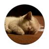 Sleeping White Cat Baby Kitten PopSockets PopGrip: Expandable Stand and Grip for Phones/Tablets with Swappable Top view 3