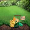Kiepenkerl Profi-Line Complete Overseeding Lawn Seed 662506, 0.5 kg for 25 m² – Ideal for Lawn Overseeding and Renovation Without Digging view 2