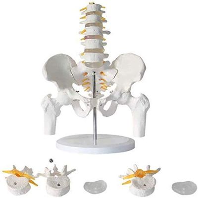 LBYLYH Life-Size Human Male Pelvis and Lumbar Vertebrae Anatomical Medical Model
