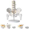LBYLYH Life-Size Human Male Pelvis and Lumbar Vertebrae Anatomical Medical Model view 1