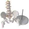 LBYLYH Life-Size Human Male Pelvis and Lumbar Vertebrae Anatomical Medical Model view 2