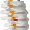 LBYLYH Life-Size Human Male Pelvis and Lumbar Vertebrae Anatomical Medical Model view 3