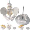 LBYLYH Life-Size Human Male Pelvis and Lumbar Vertebrae Anatomical Medical Model view 4