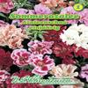 N.L. Chrestensen 545806 Summer Azalea 'Azaleenschau' Seeds view 1