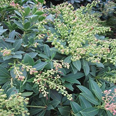 Pieris japonica 'Purity' – Japanese Pieris 'Purity' – 40–60 cm