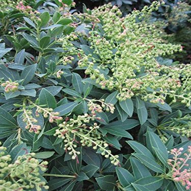 Pieris japonica 'Purity' – Japanese Pieris 'Purity' – 40–60 cm