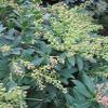 Pieris japonica 'Purity' – Japanese Pieris 'Purity' – 40–60 cm view 1