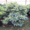 Pieris japonica 'Purity' – Japanese Pieris 'Purity' – 40–60 cm view 2