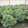 Pieris japonica 'Purity' – Japanese Pieris 'Purity' – 40–60 cm view 3