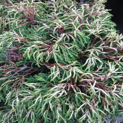Chamaecyparis obtusa 'Tsatsumi Gold' – Yellow Hinoki Cypress, 30–40 cm