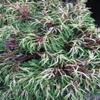 Chamaecyparis obtusa 'Tsatsumi Gold' – Yellow Hinoki Cypress, 30–40 cm view 1