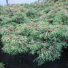 Chamaecyparis obtusa 'Tsatsumi Gold' – Yellow Hinoki Cypress, 30–40 cm view 2