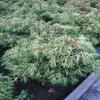 Chamaecyparis obtusa 'Tsatsumi Gold' – Yellow Hinoki Cypress, 30–40 cm view 3