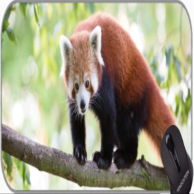 Extended Gaming Mouse Pad, Pandas-Riese Panda Professional, Stitched Edges
