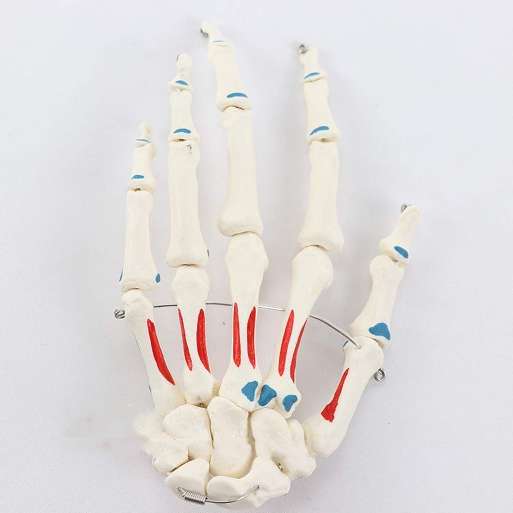 LBYLYH 1:1 Hand Articulation Model, Realistic Bone Skeleton, Palm Anatomy Model