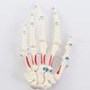 LBYLYH 1:1 Hand Articulation Model, Realistic Bone Skeleton, Palm Anatomy Model view 1
