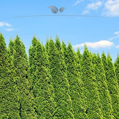 Gardline – Thuja 'Smaragd' 140–160 cm, 3–200 arborvitae, evergreen, winter-hardy, privacy screen – 58 pcs. (approx. 23 m)
