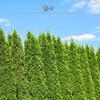 Gardline – Thuja 'Smaragd' 140–160 cm, 3–200 arborvitae, evergreen, winter-hardy, privacy screen – 58 pcs. (approx. 23 m) view 1