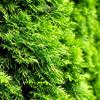 Gardline – Thuja 'Smaragd' 140–160 cm, 3–200 arborvitae, evergreen, winter-hardy, privacy screen – 58 pcs. (approx. 23 m) view 2