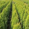 Gardline – Thuja 'Smaragd' 140–160 cm, 3–200 arborvitae, evergreen, winter-hardy, privacy screen – 58 pcs. (approx. 23 m) view 3