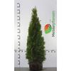 Gardline – Thuja 'Smaragd' 140–160 cm, 3–200 arborvitae, evergreen, winter-hardy, privacy screen – 58 pcs. (approx. 23 m) view 4