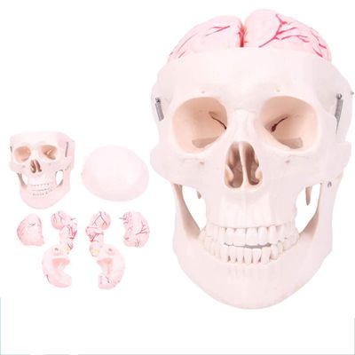 LBYLYH Educational Skull Model, 8-Part Cerebral Artery Model for Adults
