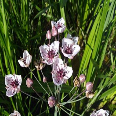 Pink Flowering Rush - Butomus umbellatus - Hardy Pond Plant