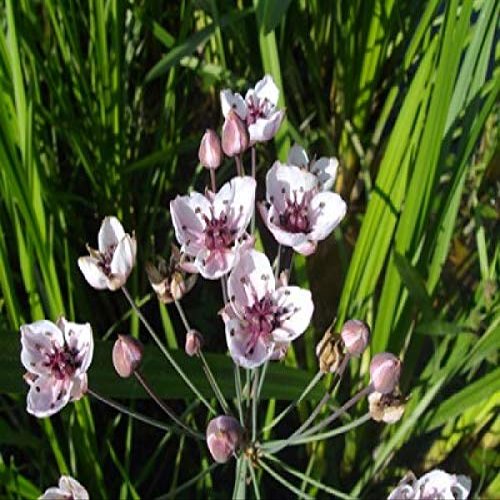 Pink Flowering Rush - Butomus umbellatus - Hardy Pond Plant