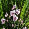 Pink Flowering Rush - Butomus umbellatus - Hardy Pond Plant view 1