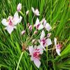Pink Flowering Rush - Butomus umbellatus - Hardy Pond Plant view 2
