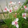 Pink Flowering Rush - Butomus umbellatus - Hardy Pond Plant view 3