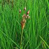 Pink Flowering Rush - Butomus umbellatus - Hardy Pond Plant view 4