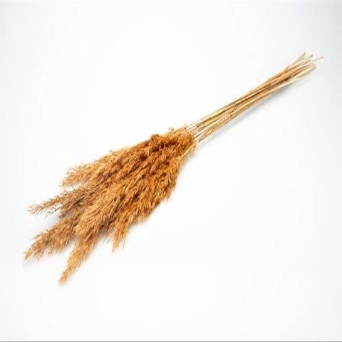 NaDeco Taupe Pampas Grass, 6 Stems, Approx. 70 cm, Dried