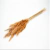 NaDeco Taupe Pampas Grass, 6 Stems, Approx. 70 cm, Dried view 1