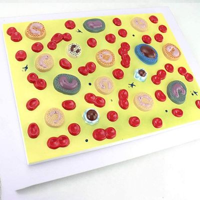 LBYLYH Human Blood Cell Model, 2,000× Magnification