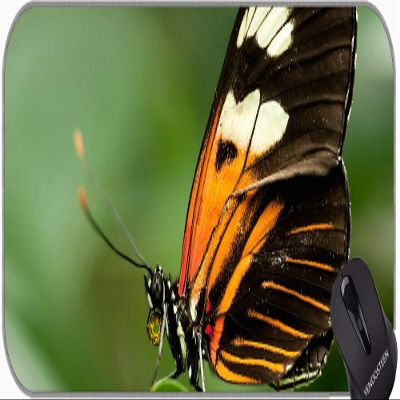 YENDOSTEEN Non-Slip Rubber Gaming Mouse Pad, Maple Moth Acronicta Aceris Buckeye Owl Caterpillar