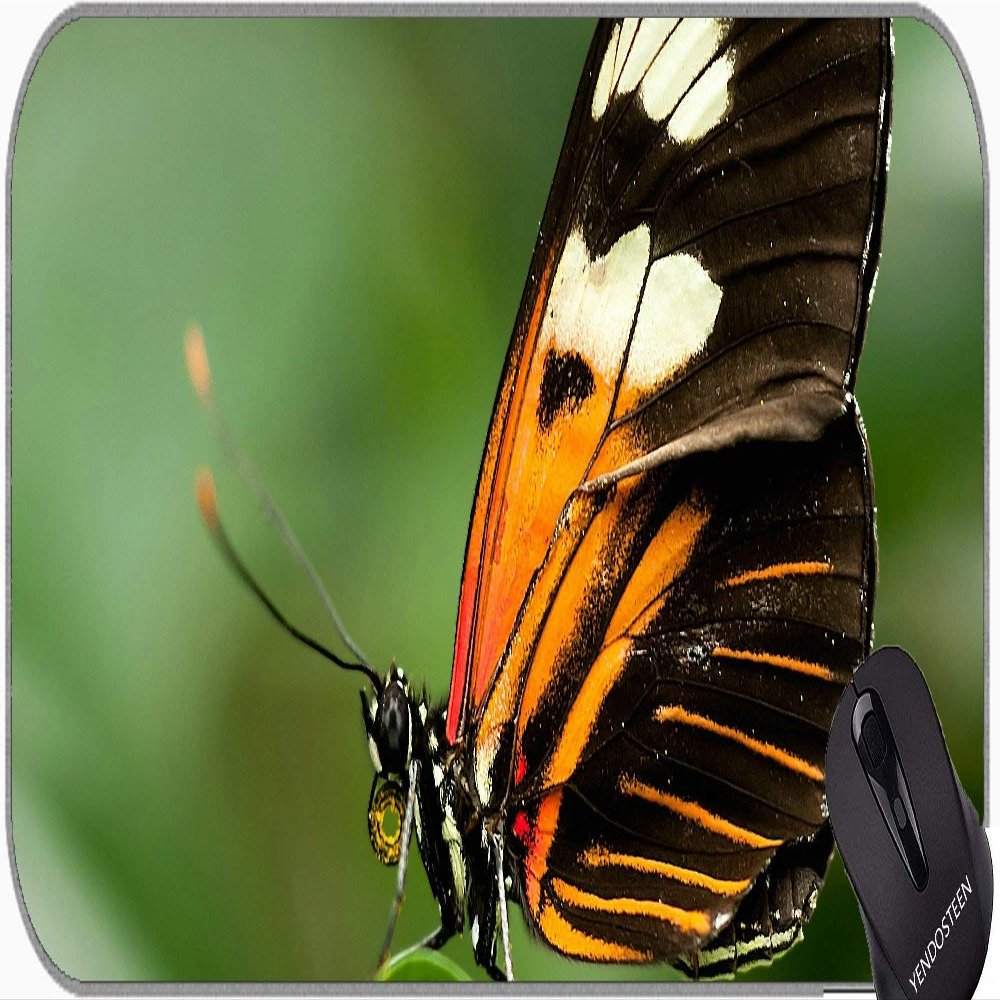 YENDOSTEEN Non-Slip Rubber Gaming Mouse Pad, Maple Moth Acronicta Aceris Buckeye Owl Caterpillar