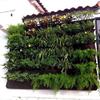 NSGJUYT Hanging Plant Bags, 36/72 Pockets, Vertical Garden Planter, Vegetable Garden Bag (Color: 18 Pockets, 50 x 100 cm) view 3