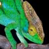 LHJOY 3D Puzzle for Boys, 1,000 Pieces, Reptile Chameleon, Birthday Gift, 75 x 50 cm view 1