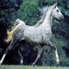 LHJOY 3D Puzzle for Kids, 1,000 Pieces, Horse, Animal Birthday Gift, 29.5 x 19.7 in view 1