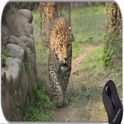 YENDOSTEEN Large Gaming Mouse Pad, Leopard Wildlife XXL Mousepad