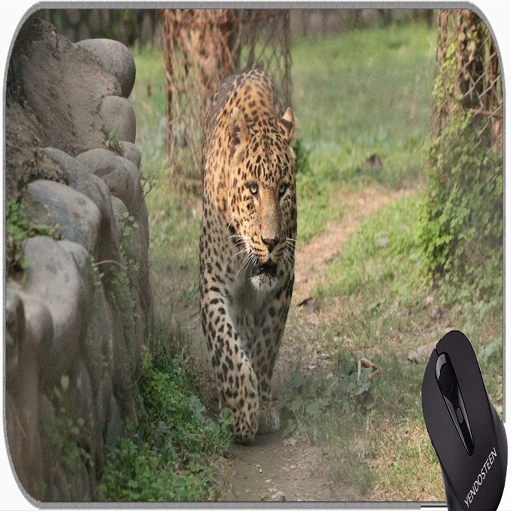 YENDOSTEEN Large Gaming Mouse Pad, Leopard Wildlife XXL Mousepad