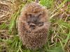 LHJOY Hedgehog Nature 3D Puzzle, 1,000 Pieces, 75 x 50 cm view 1